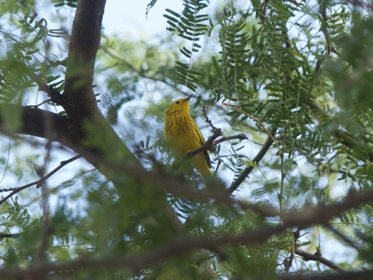 Yellow Warbler (Golden) - ML625990617