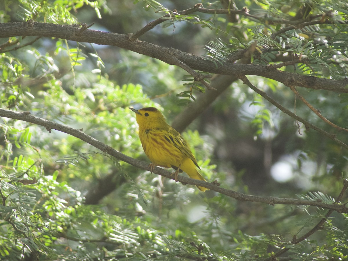 Yellow Warbler (Golden) - ML625990618