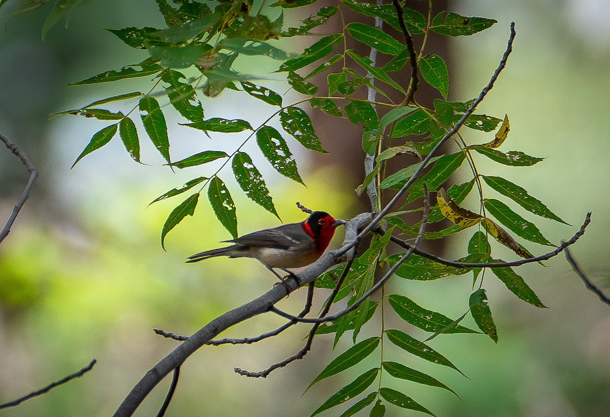 Red-faced Warbler - ML625990628