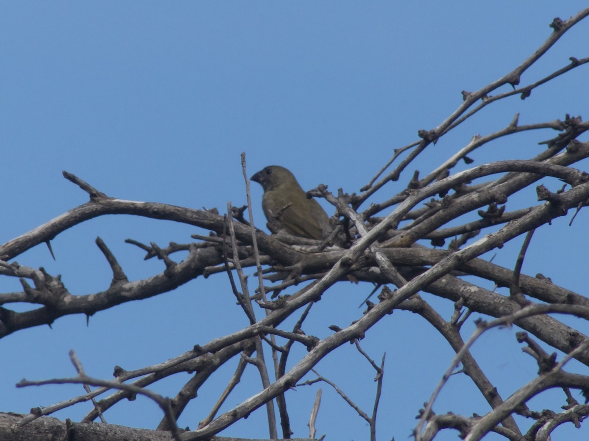 Black-faced Grassquit - ML625990653