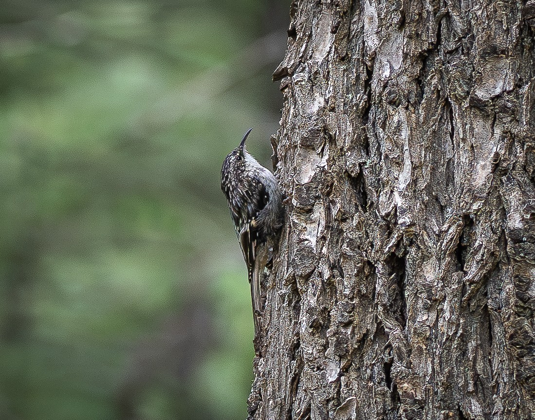 Brown Creeper - ML625990666