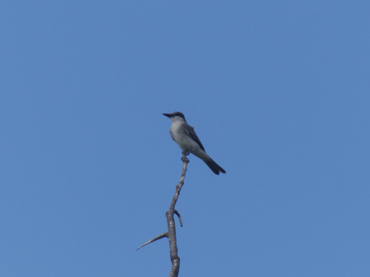 Gray Kingbird - ML625990667