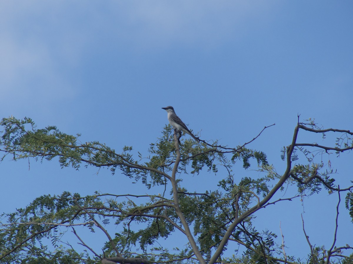 Gray Kingbird - ML625990668