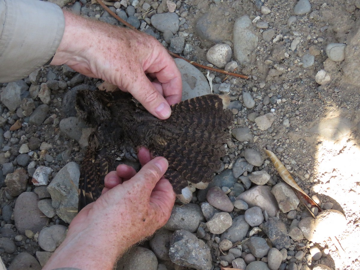 Timor Nightjar - ML625990676
