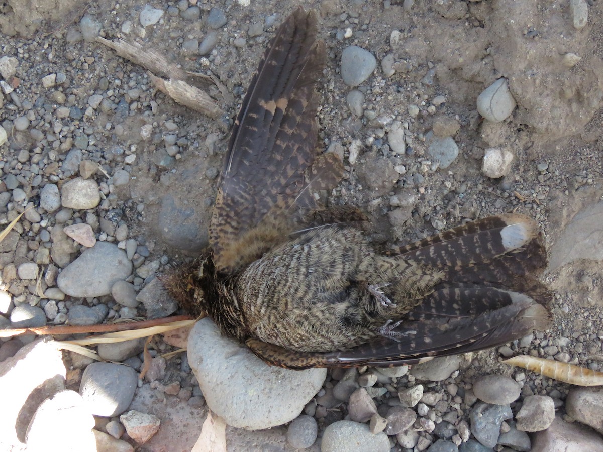 Timor Nightjar - ML625990677