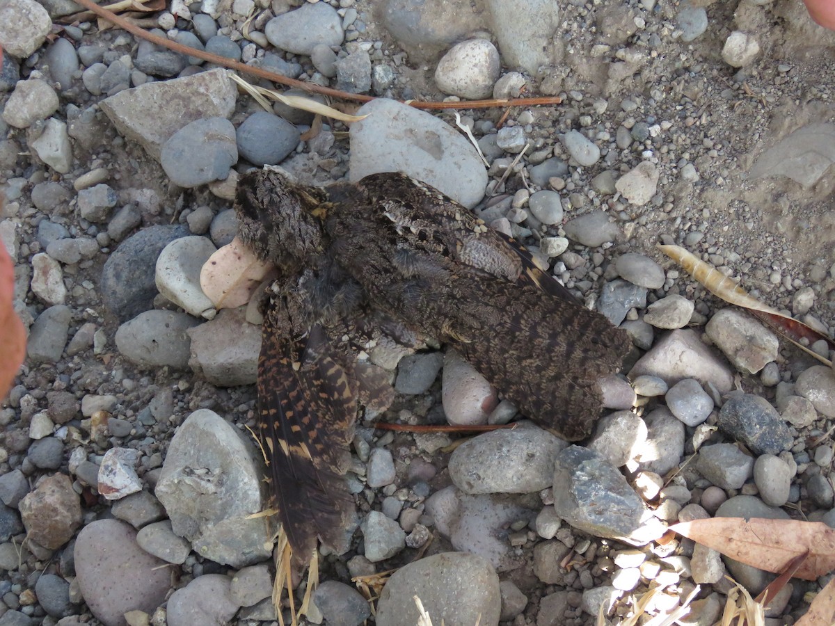 Timor Nightjar - ML625990678