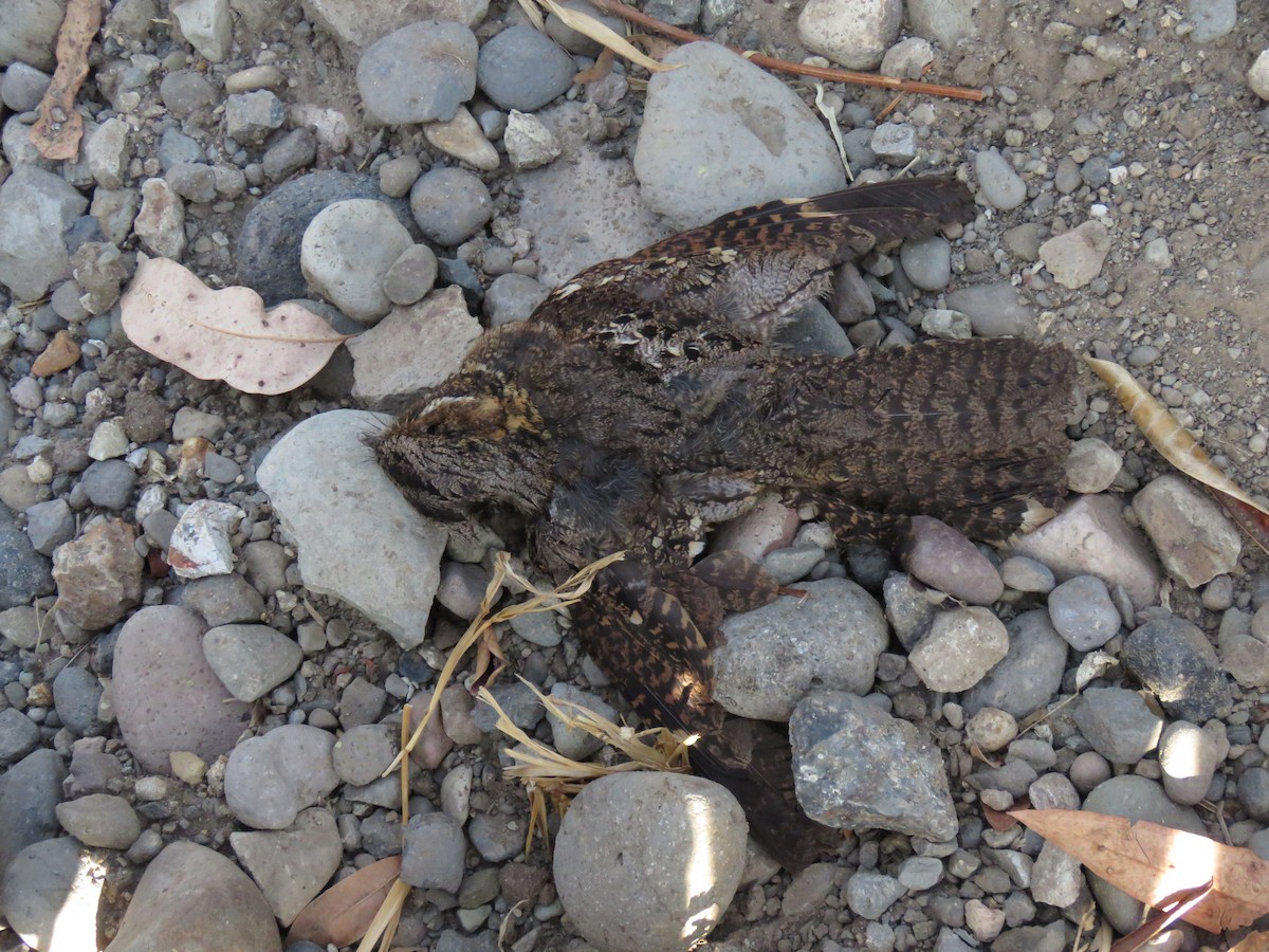 Timor Nightjar - ML625990679
