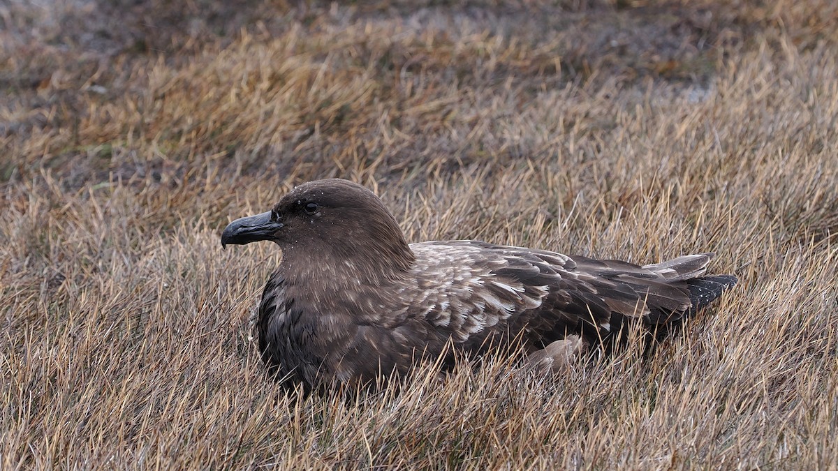 Braunskua (lonnbergi) - ML625990754