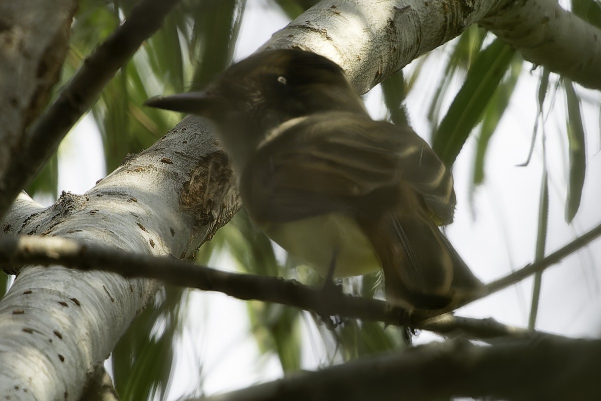 Dusky-capped Flycatcher - ML625990820