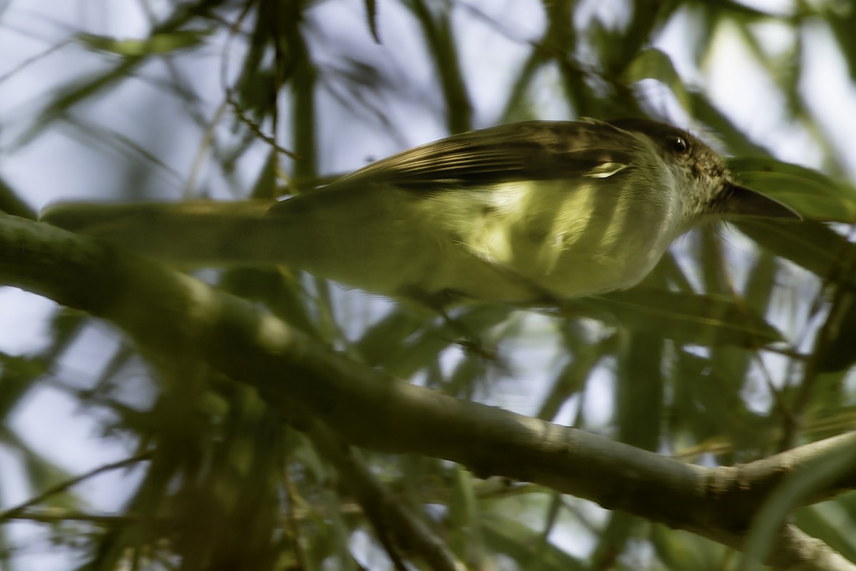 Dusky-capped Flycatcher - ML625990821