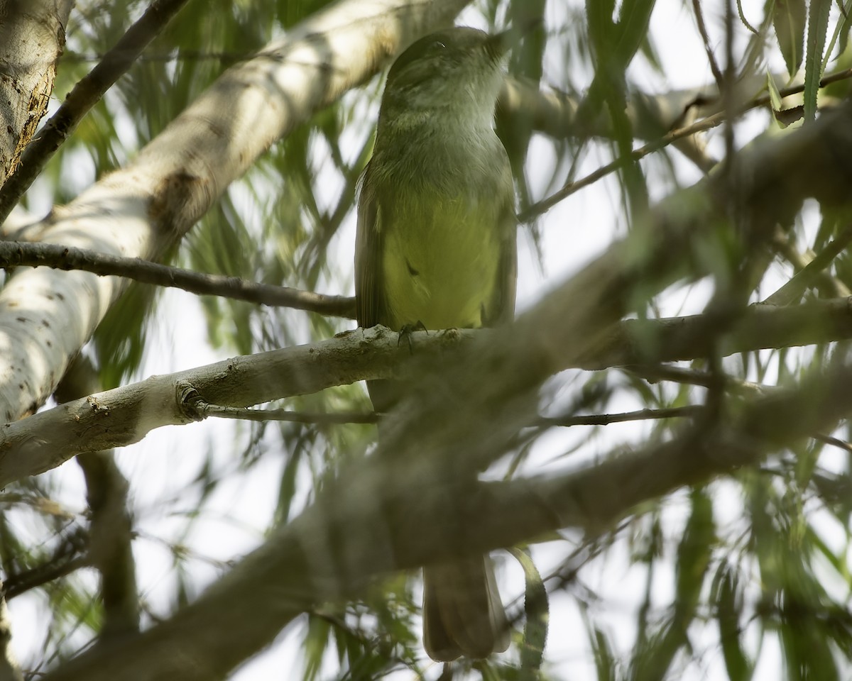 Dusky-capped Flycatcher - ML625990822