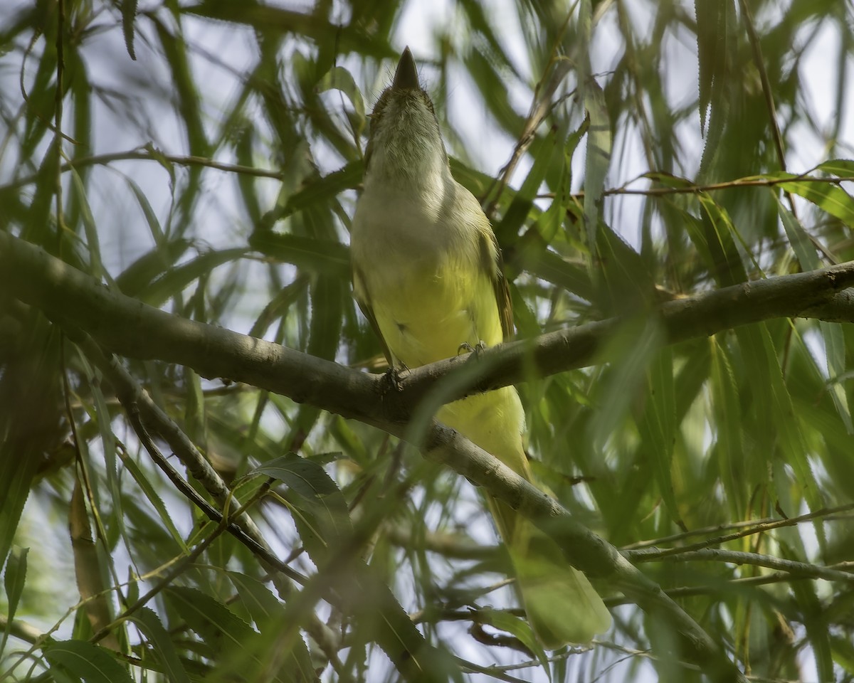 Dusky-capped Flycatcher - ML625990823