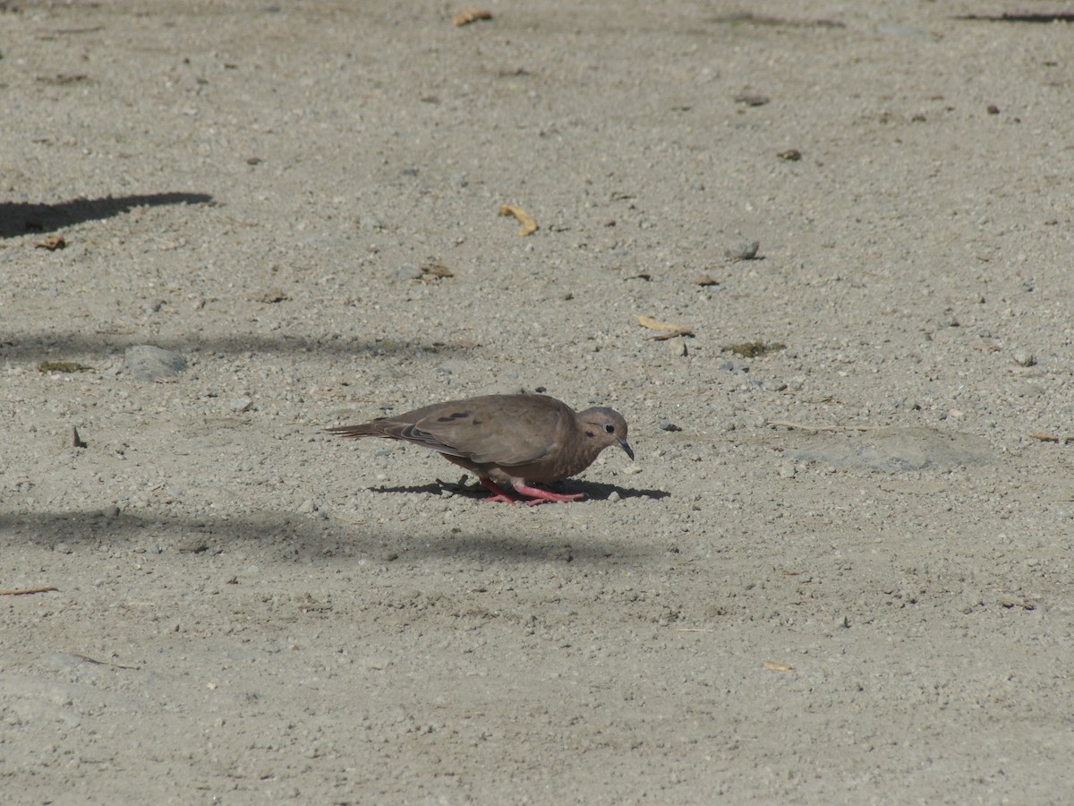 Eared Dove - ML625990920