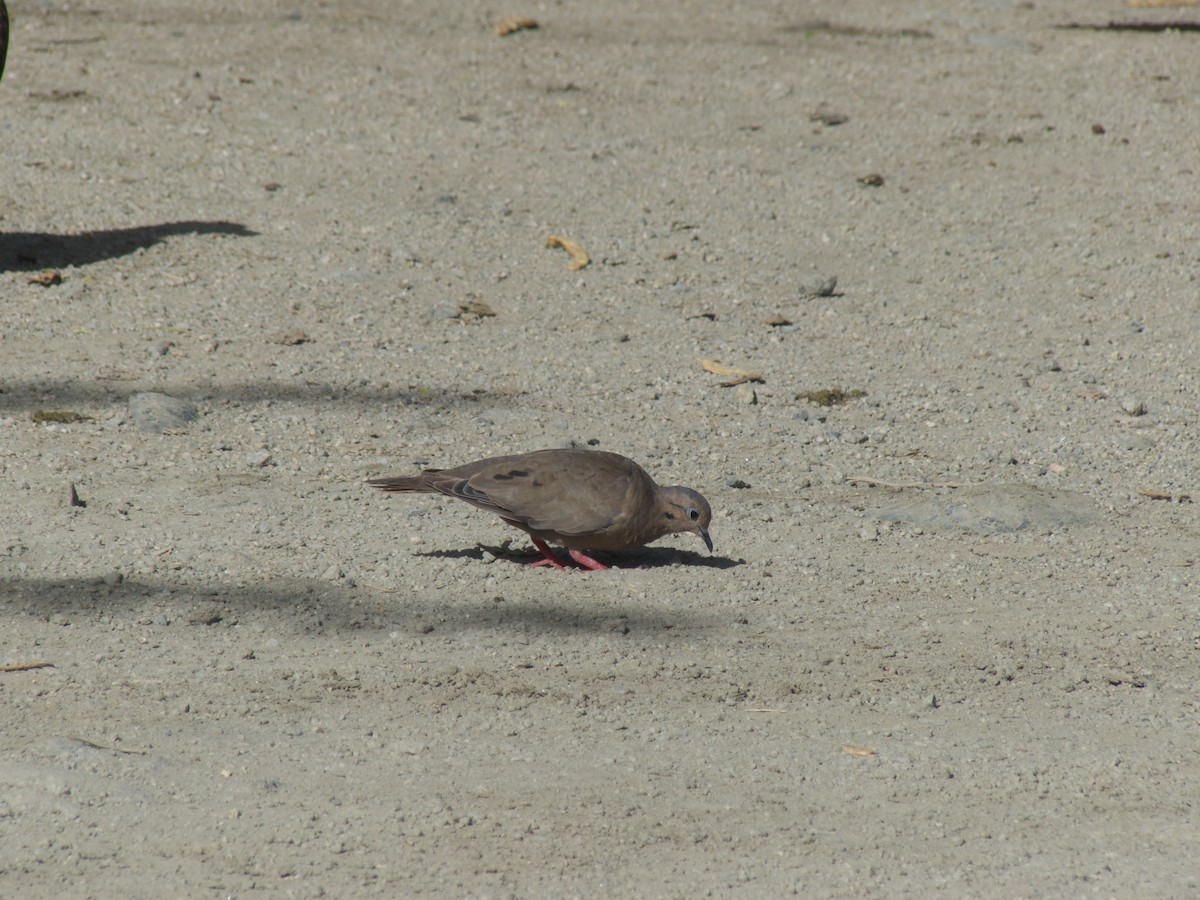 Eared Dove - ML625990921