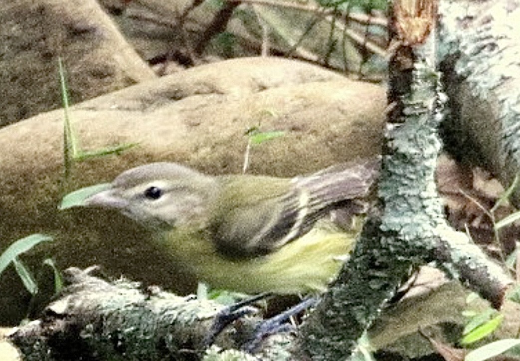 Bell's Vireo (Eastern) - ML625991046