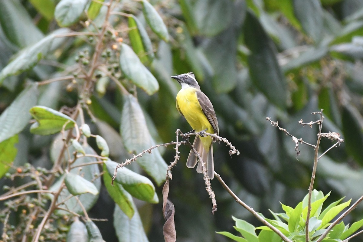 Social Flycatcher - ML625991054