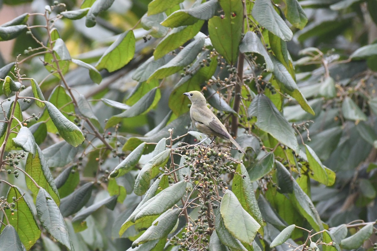 Palm Tanager - ML625991058