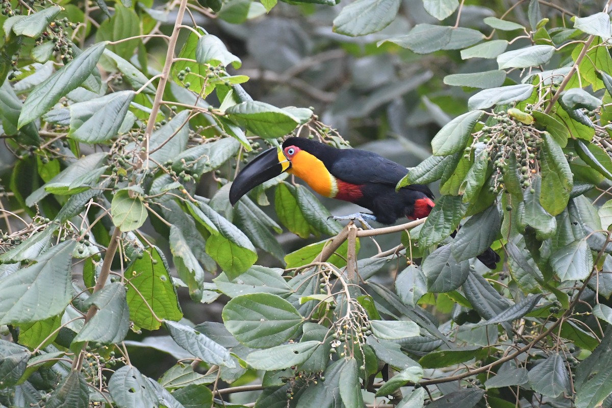 Channel-billed Toucan - ML625991063