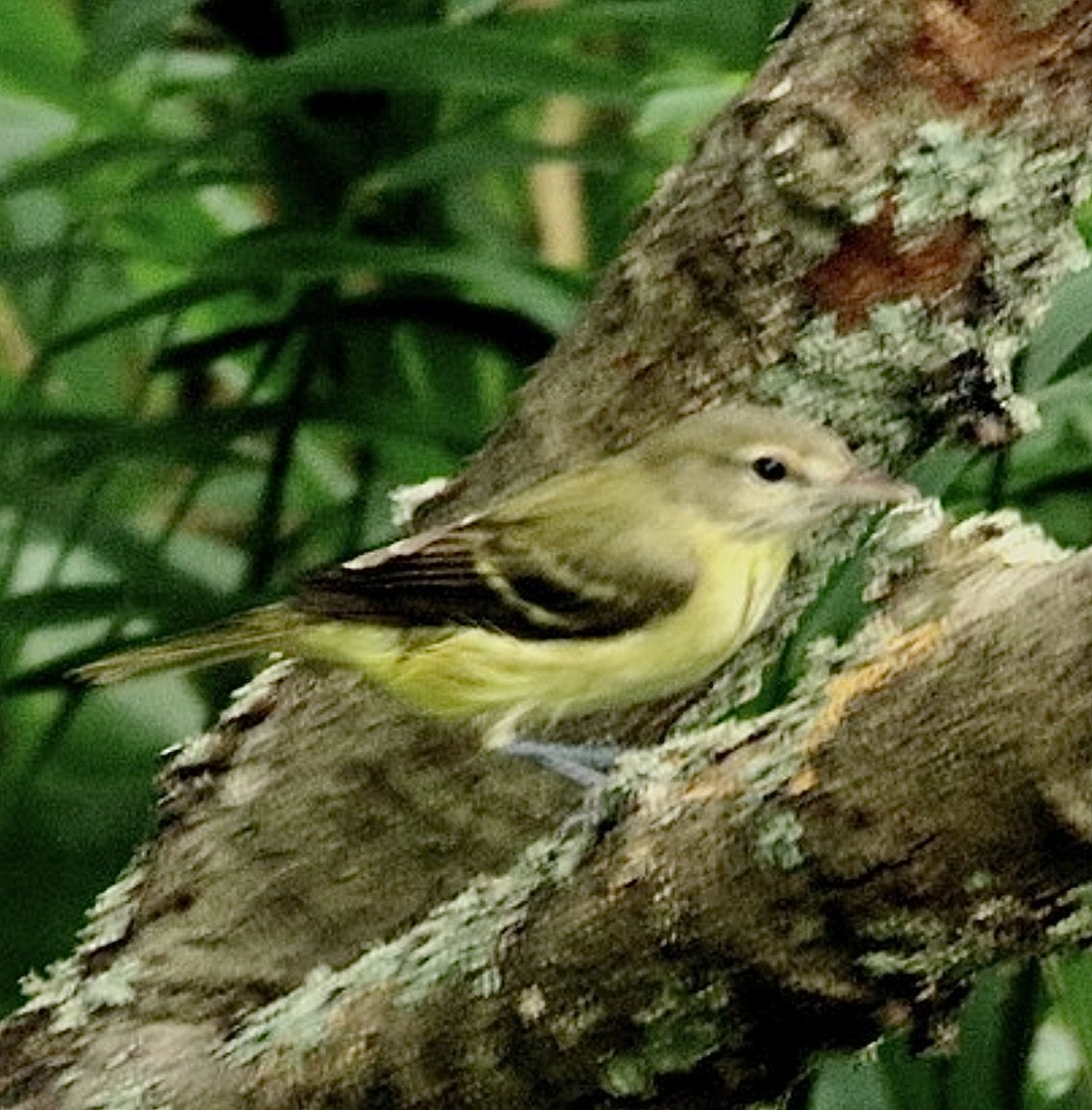 Bell's Vireo (Eastern) - ML625991088