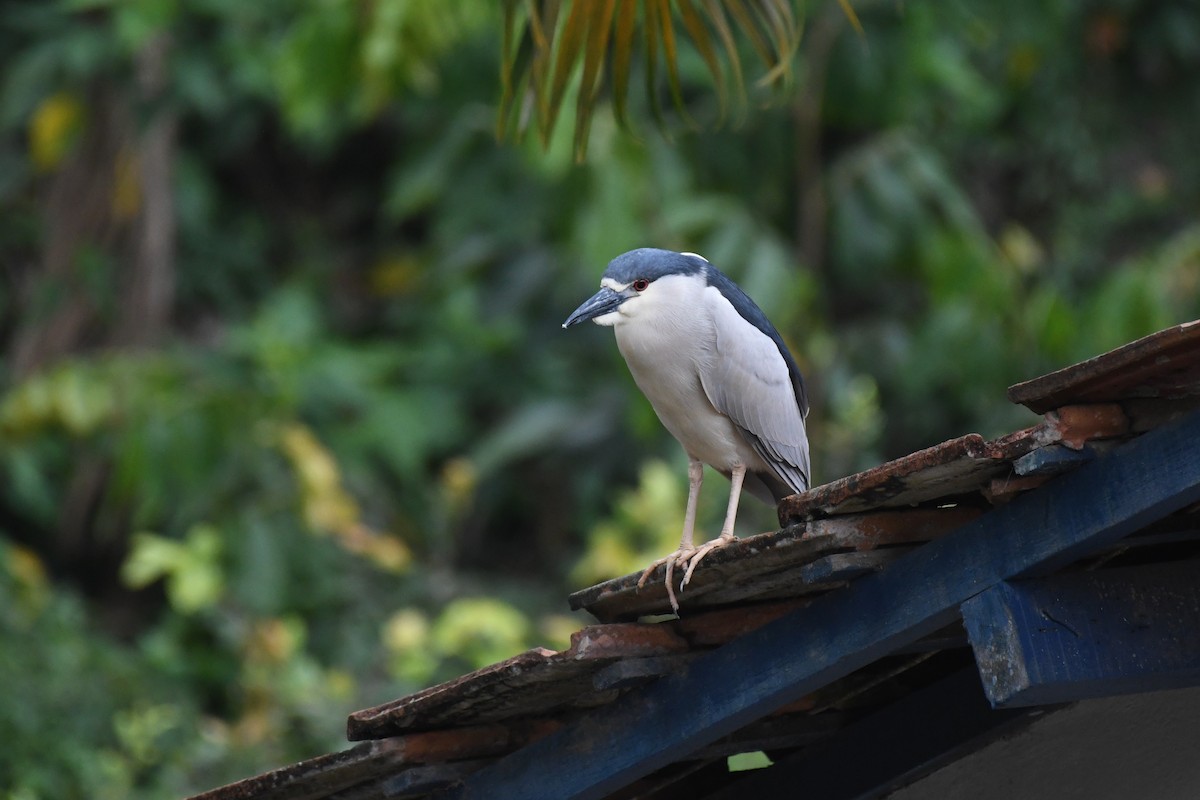 Ногоовор зашин - ML625991090