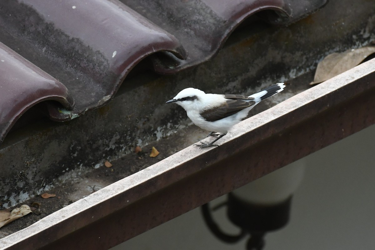 Masked Water-Tyrant - ML625991093