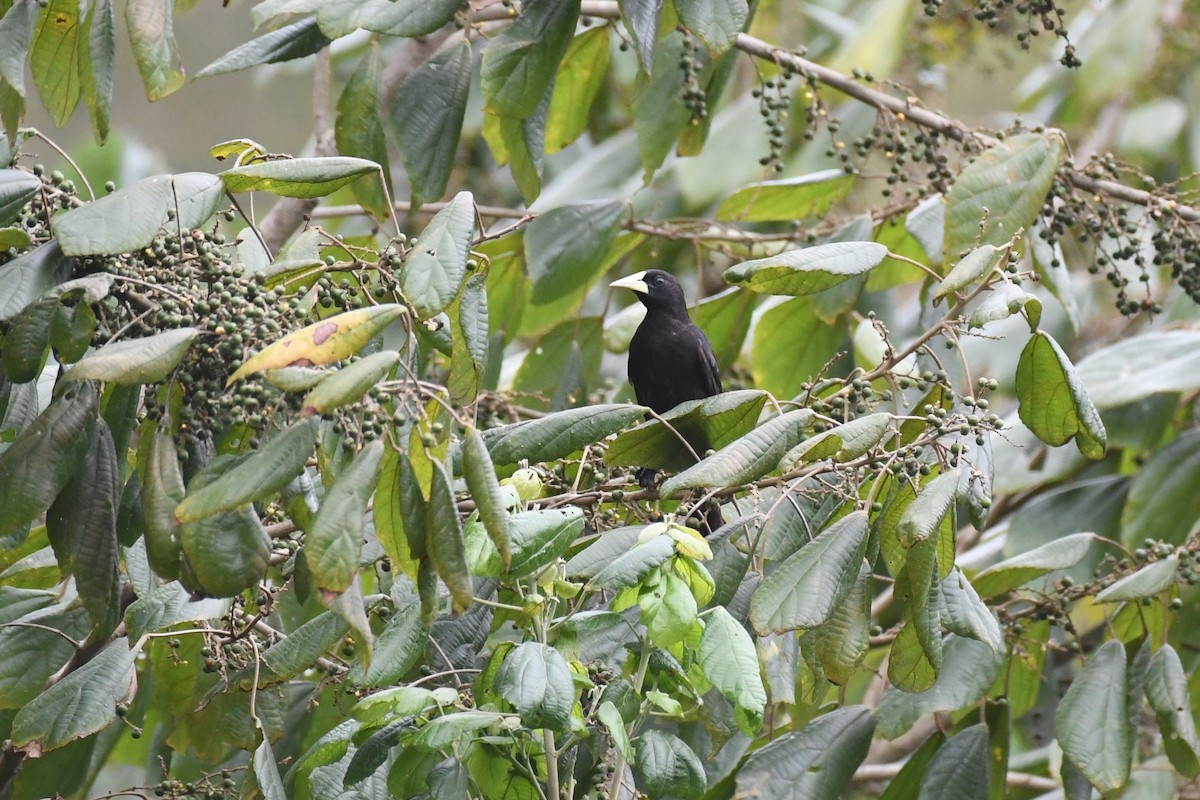 Red-rumped Cacique - ML625991098