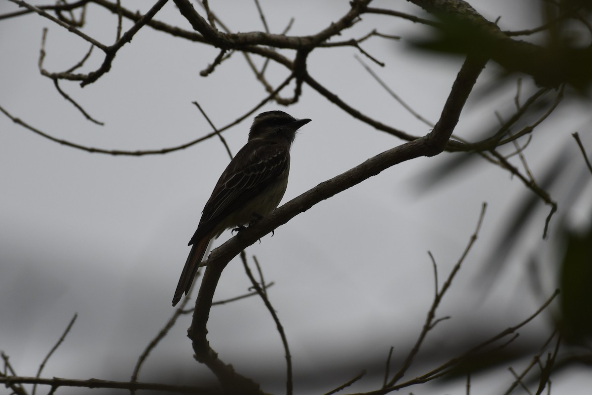 Variegated Flycatcher - ML625991112