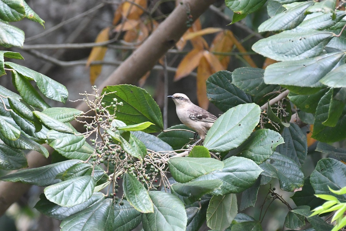 Chalk-browed Mockingbird - ML625991125
