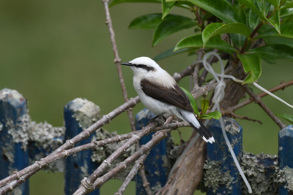 Masked Water-Tyrant - ML625991126