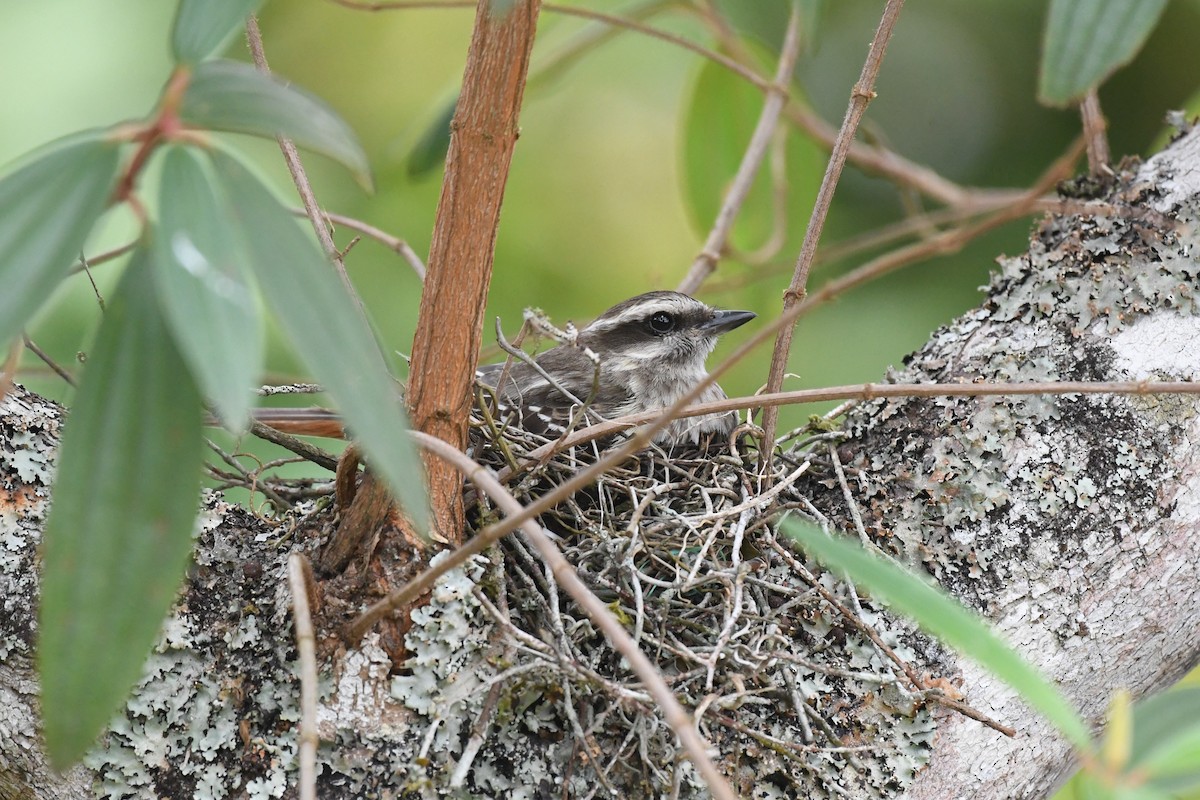 Variegated Flycatcher - ML625991132