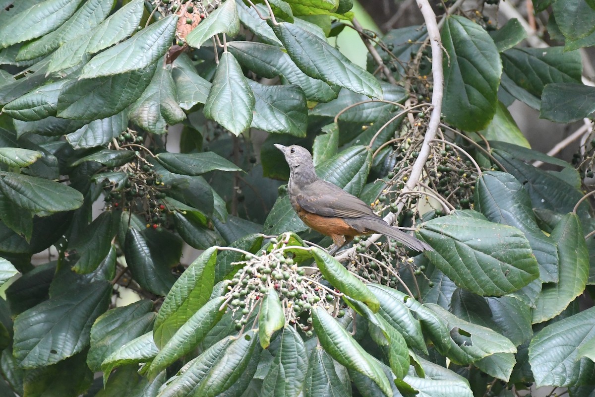 Rufous-bellied Thrush - ML625991133