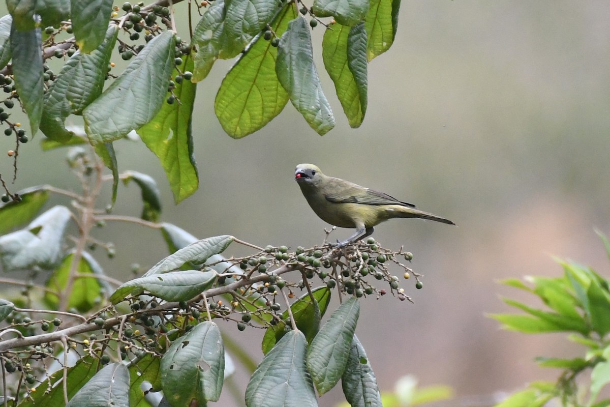 Palm Tanager - ML625991136