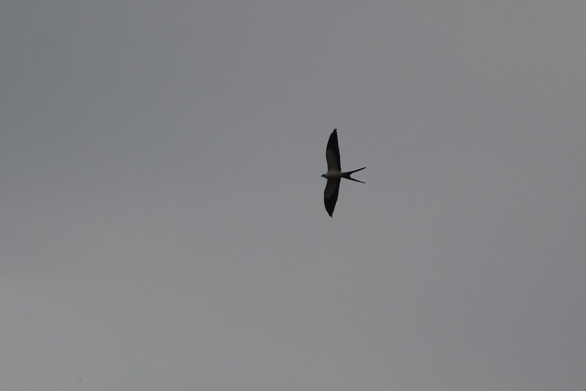 Swallow-tailed Kite - ML625991139