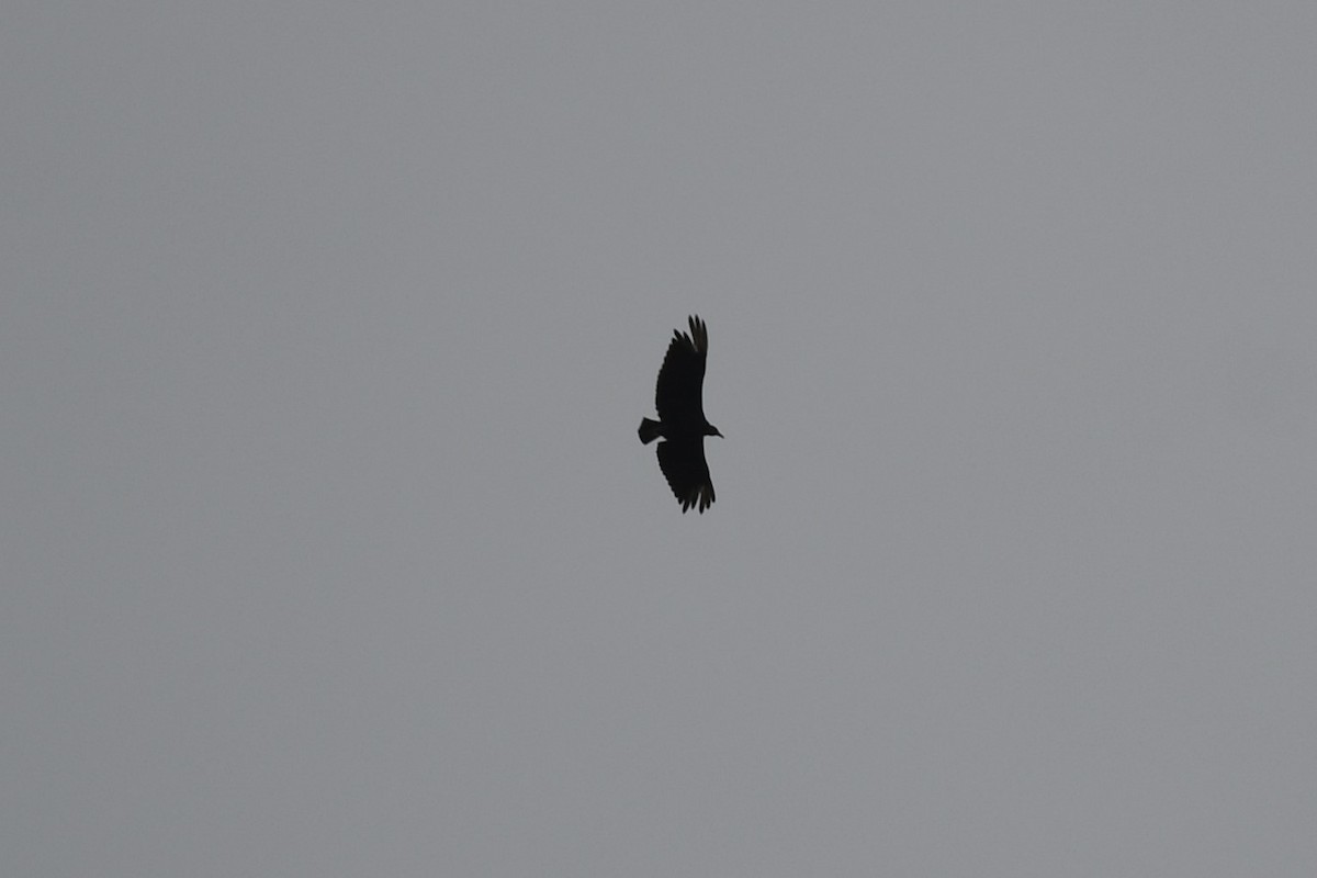 Black Vulture - ML625991142