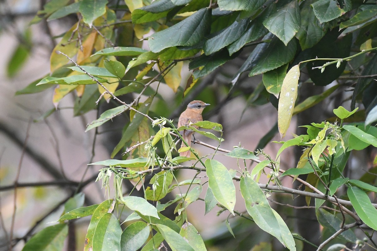 Chestnut-crowned Becard - ML625991148