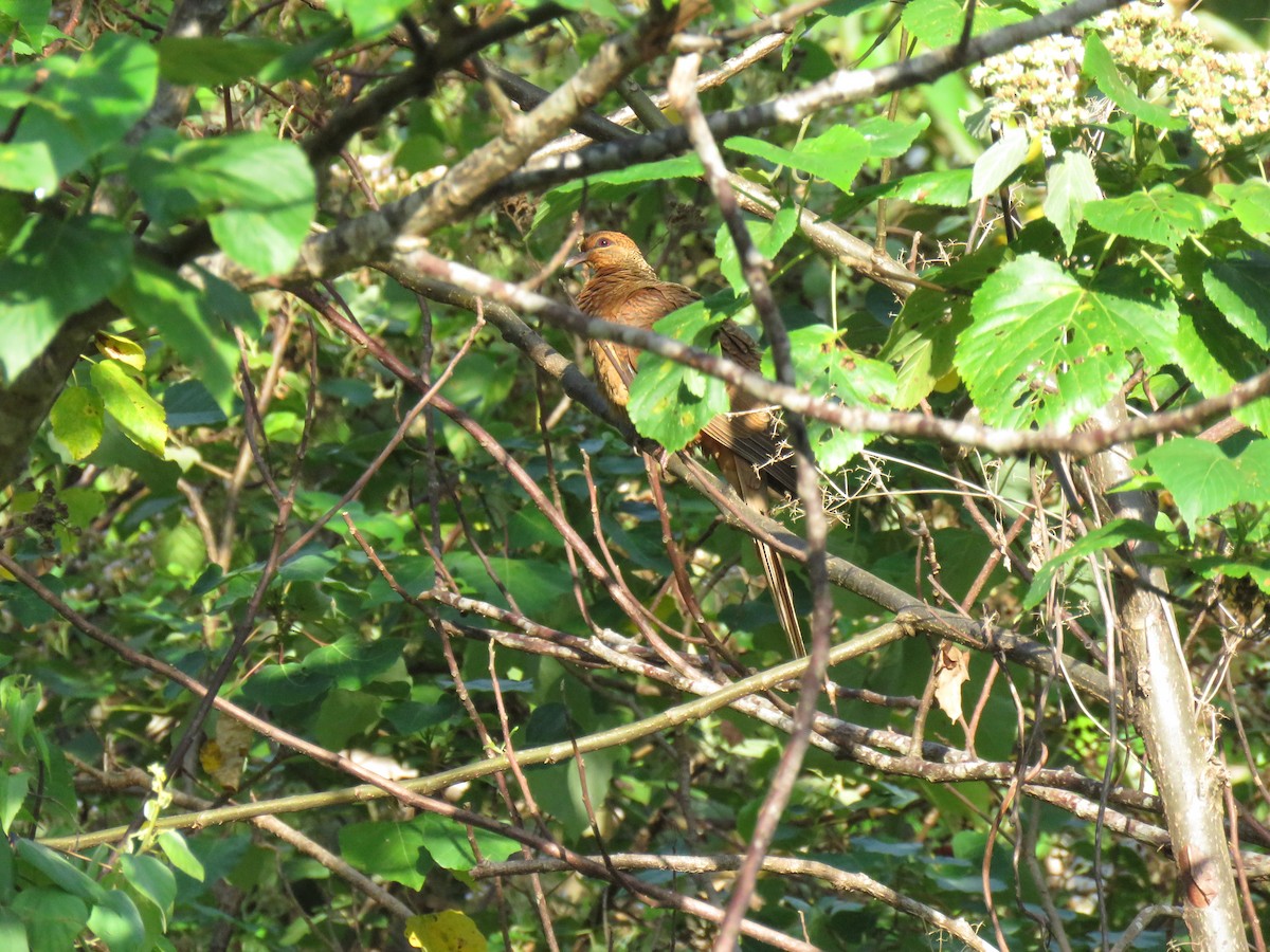 Timor Cuckoo-Dove - ML625991150