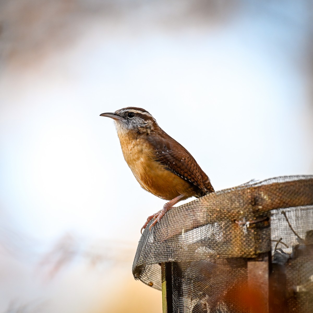 Carolina Wren - ML625991153