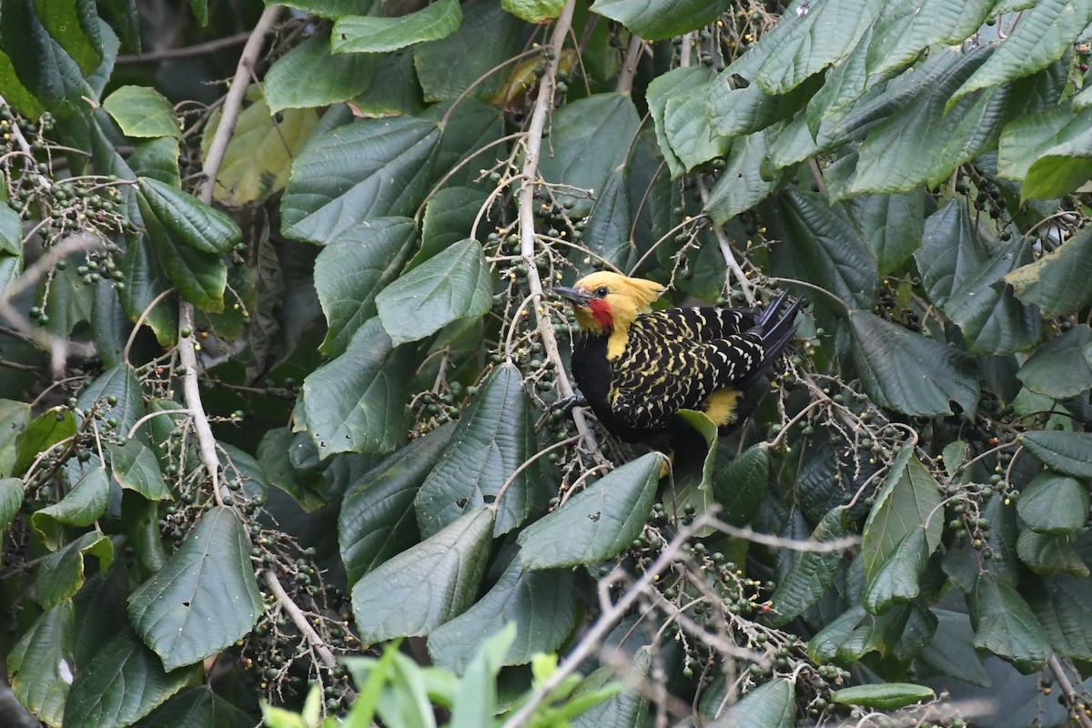Blond-crested Woodpecker - ML625991159