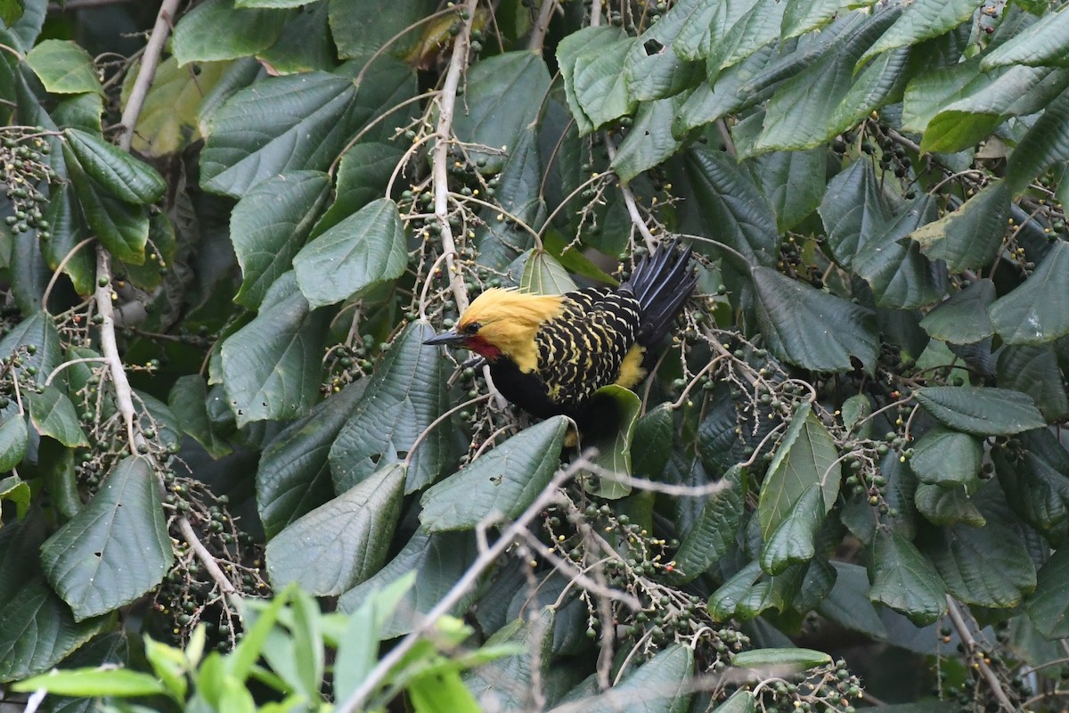 Blond-crested Woodpecker - ML625991160