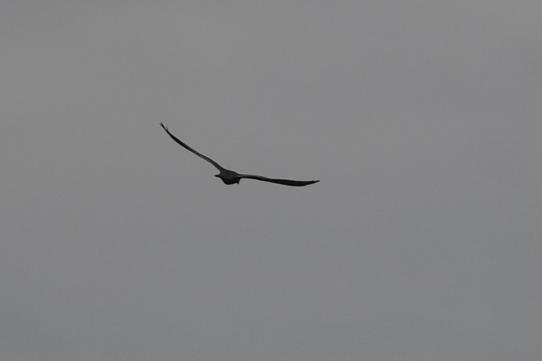 Aplomado Falcon - ML625991164