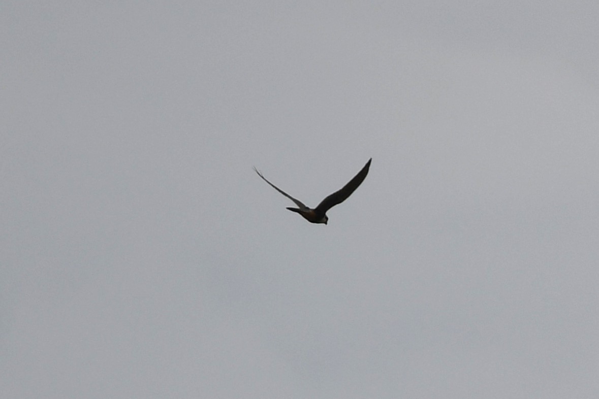 Aplomado Falcon - ML625991165