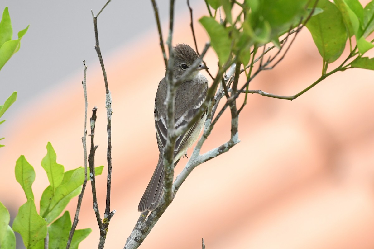 Yellow-bellied Elaenia - ML625991166