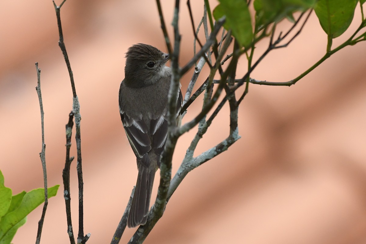 Yellow-bellied Elaenia - ML625991167