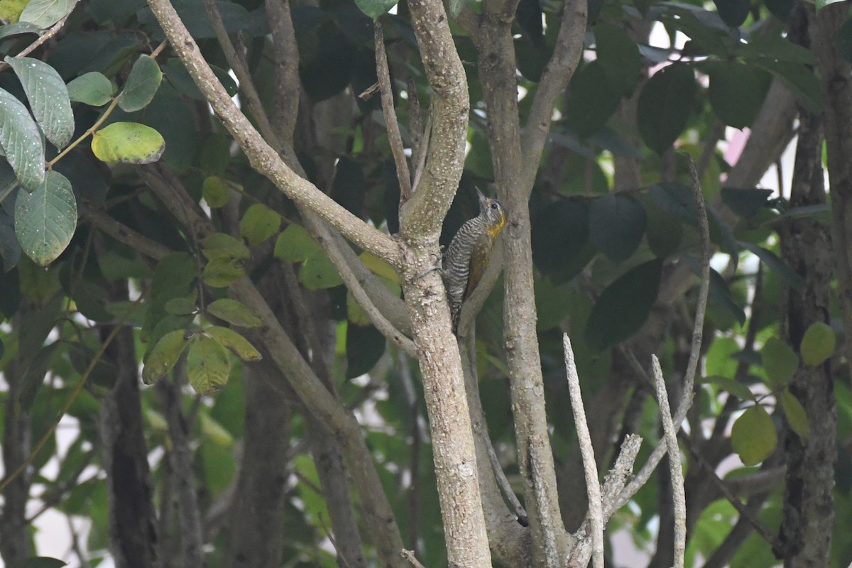 Yellow-eared Woodpecker - ML625991172