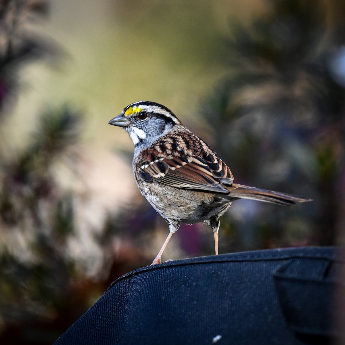 White-throated Sparrow - ML625991173