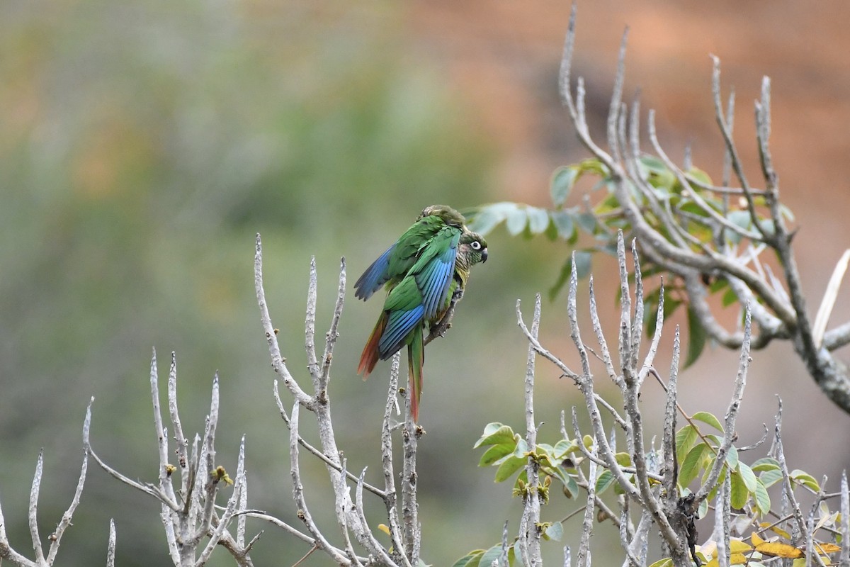 Maroon-bellied Parakeet - ML625991178