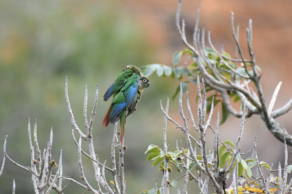 Maroon-bellied Parakeet - ML625991179