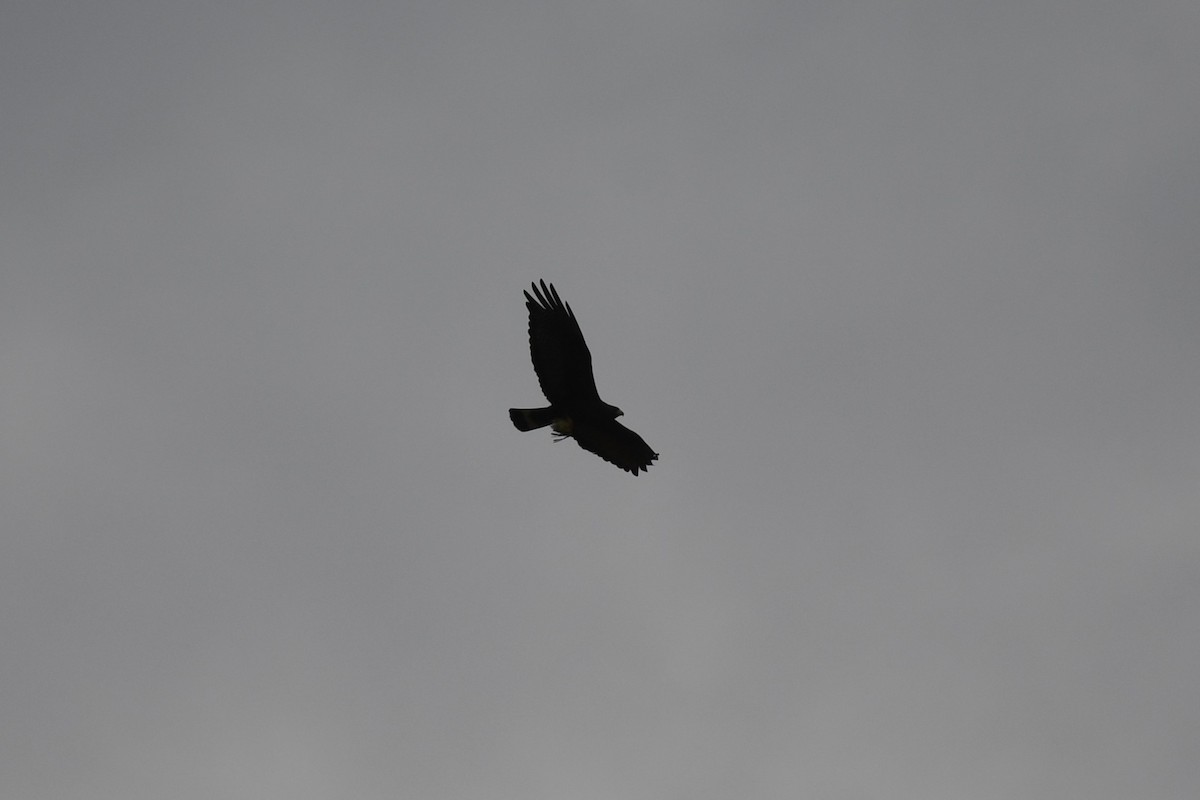 Zone-tailed Hawk - ML625991182