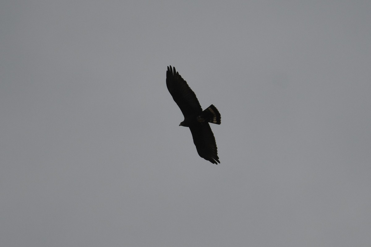Zone-tailed Hawk - ML625991183
