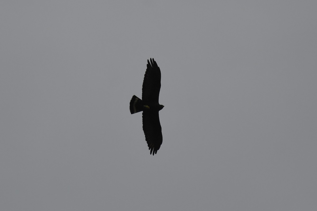 Zone-tailed Hawk - ML625991184